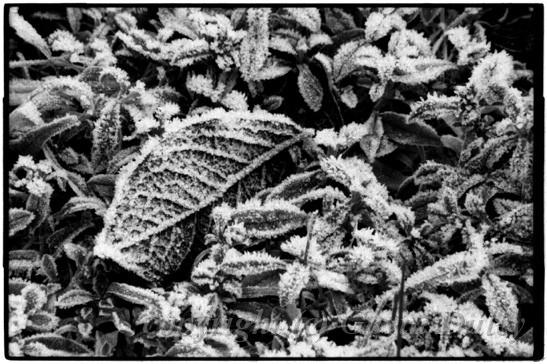 Frosty Leaves, London.jpg